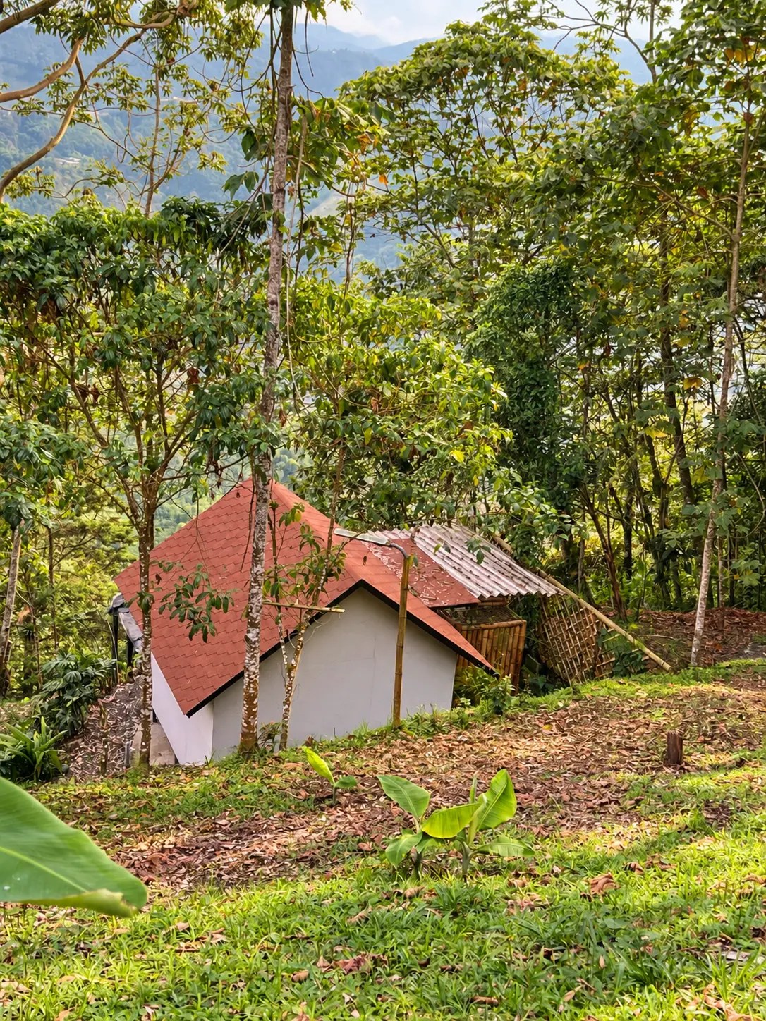 Exterior de Diwalli rodeada de bosque